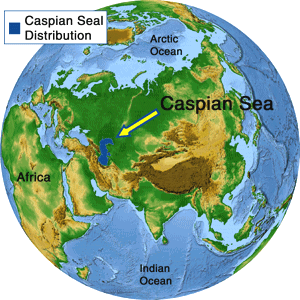 Каспийское море где находится по площади Каспийское море где находится по площади