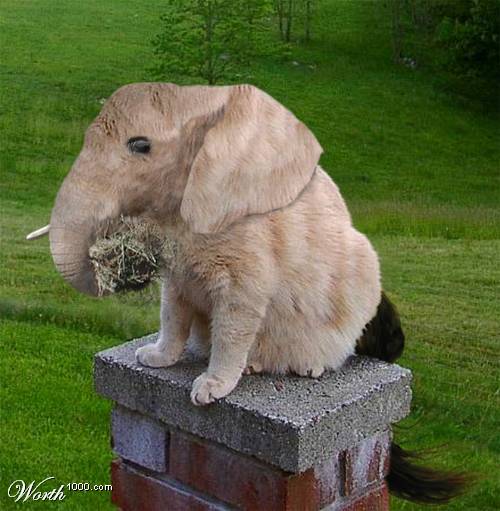 Фотографии животных, людей из Фотошопа